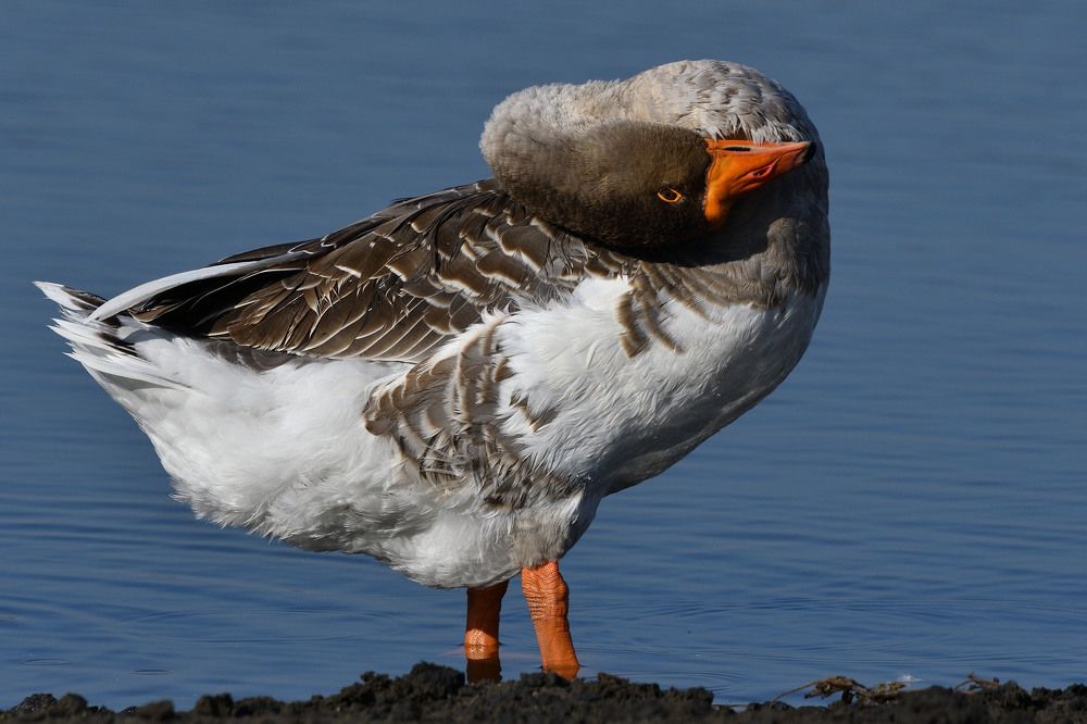 Photograph by Вячеслав Ладанов