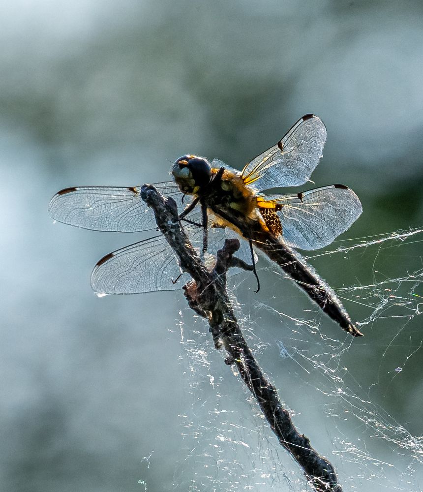 Photograph by Владимир Коновалов