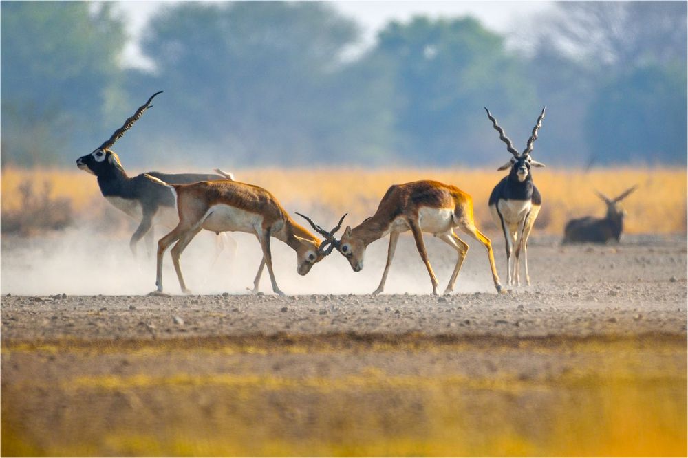 Fight in golden dust .................