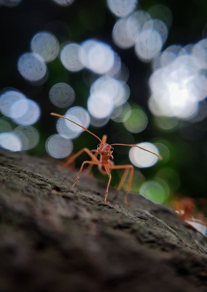 RED ANT