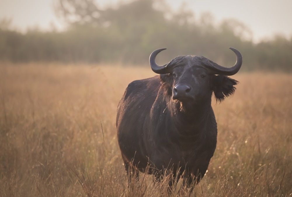 Photograph by Roman Bevzenko