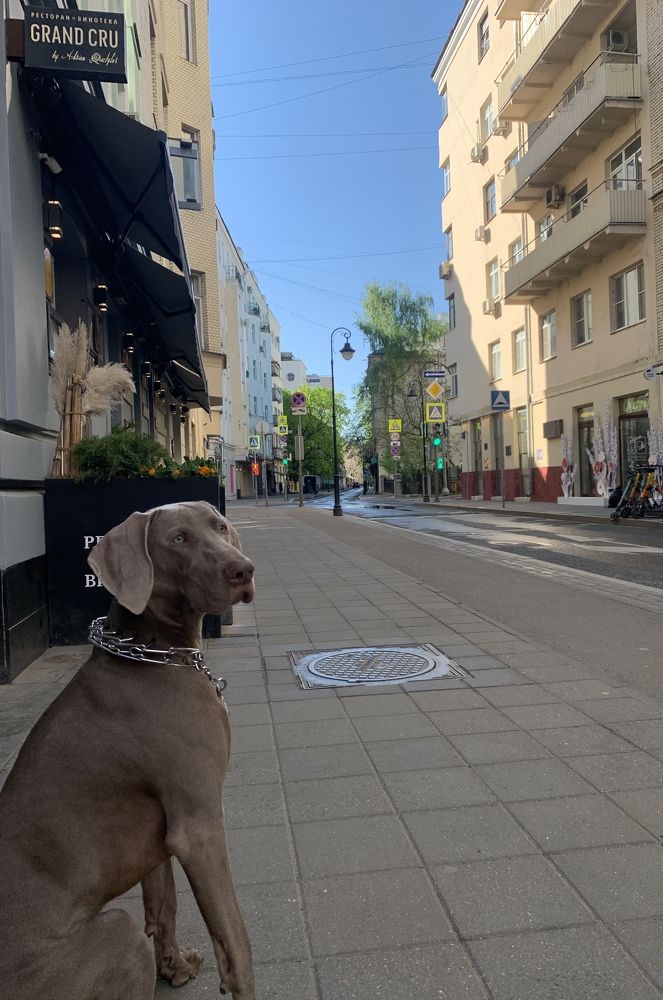 Утро на Малой Бронной.