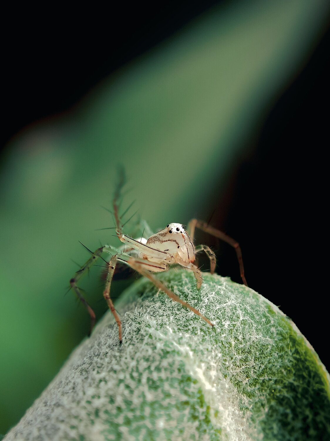 Striped lynx spider closeup
