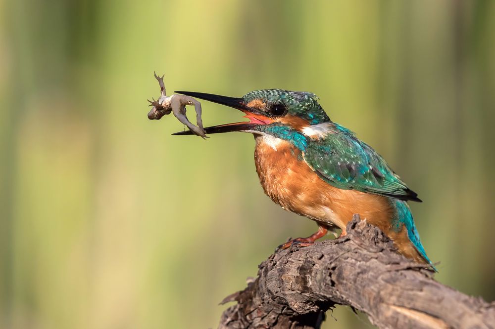 Обыкновенный зимородок