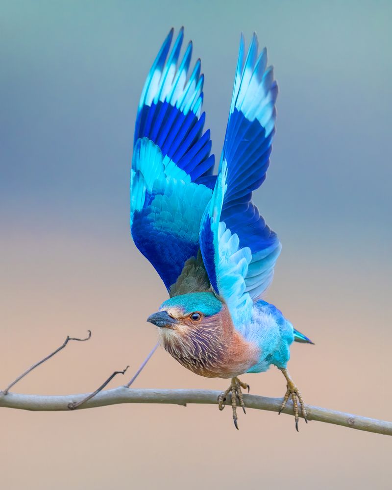 The blades of freedom