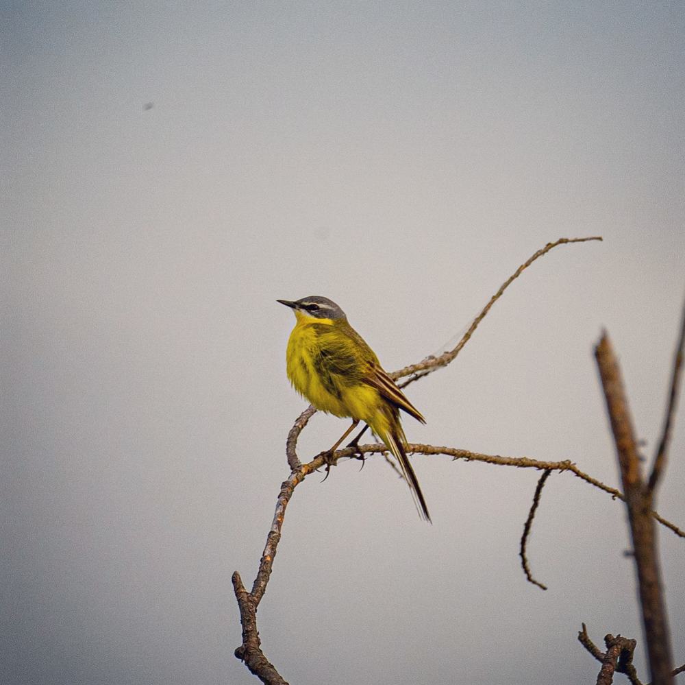Photograph by Владимир Коновалов
