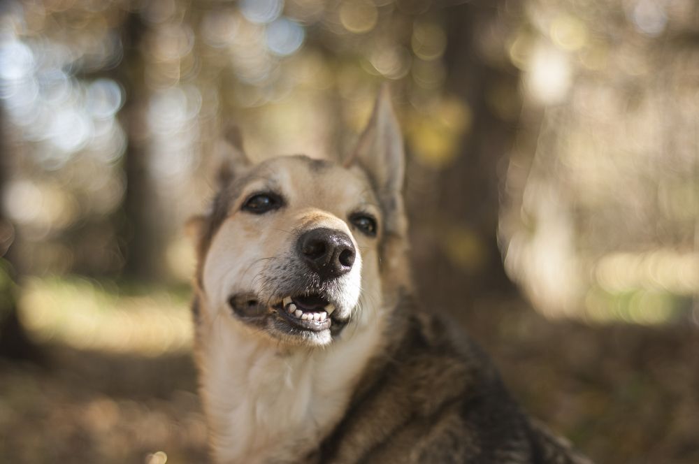 Фотография автора Кирилл Сизов