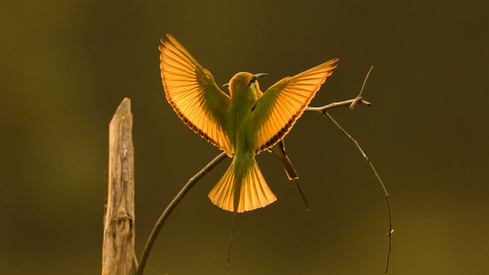 Photograph by Gajendra Bawane