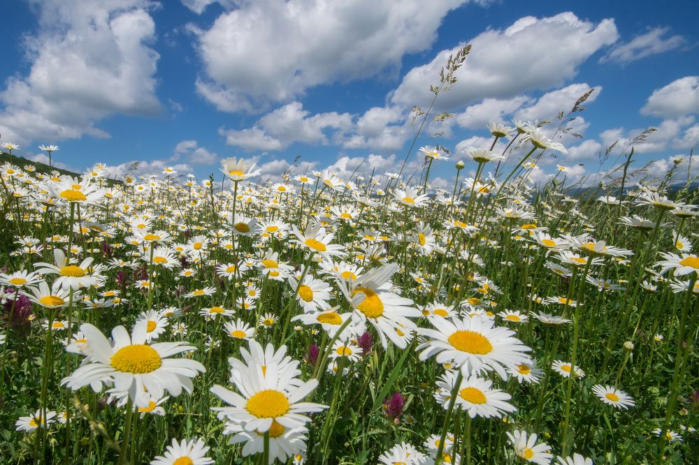 Photograph by Сергей Черкасов