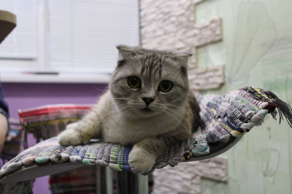 Котейка, Буся,