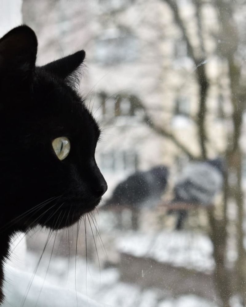 Photograph by Михаил Бородкин