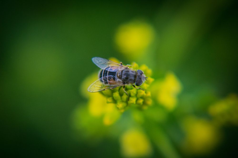 Хрустальные крылья