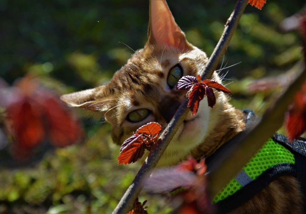 Photograph by Irina Lobko