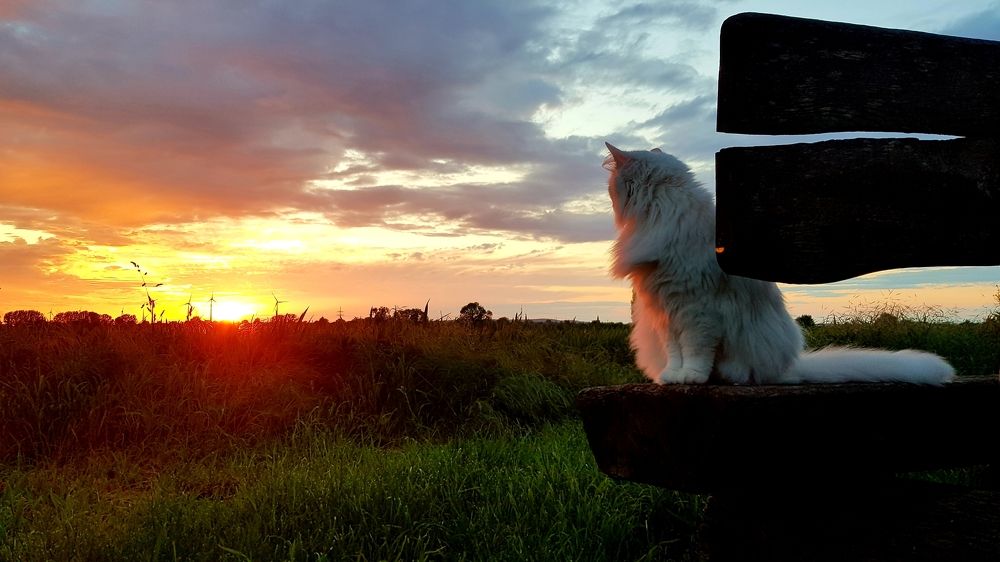 Фотография автора Mia Bernhardt