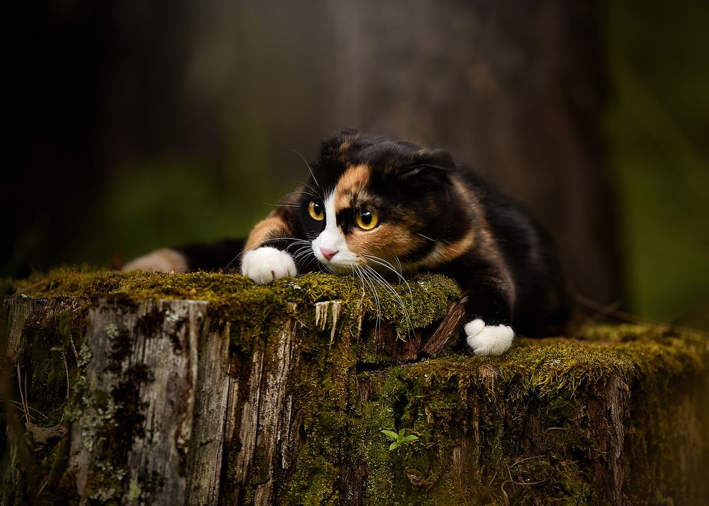 Photograph by Татьяна Кам