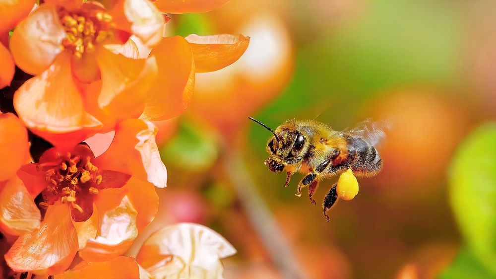More pollen more honey