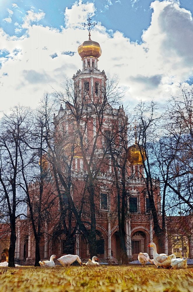 Храмовые гуси