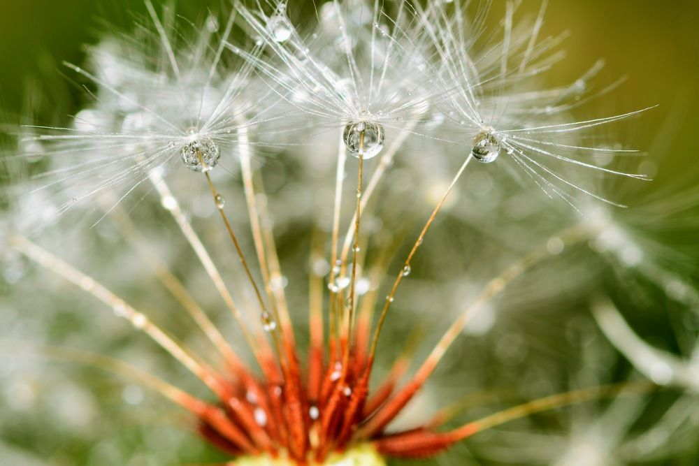 Зеркальные капли