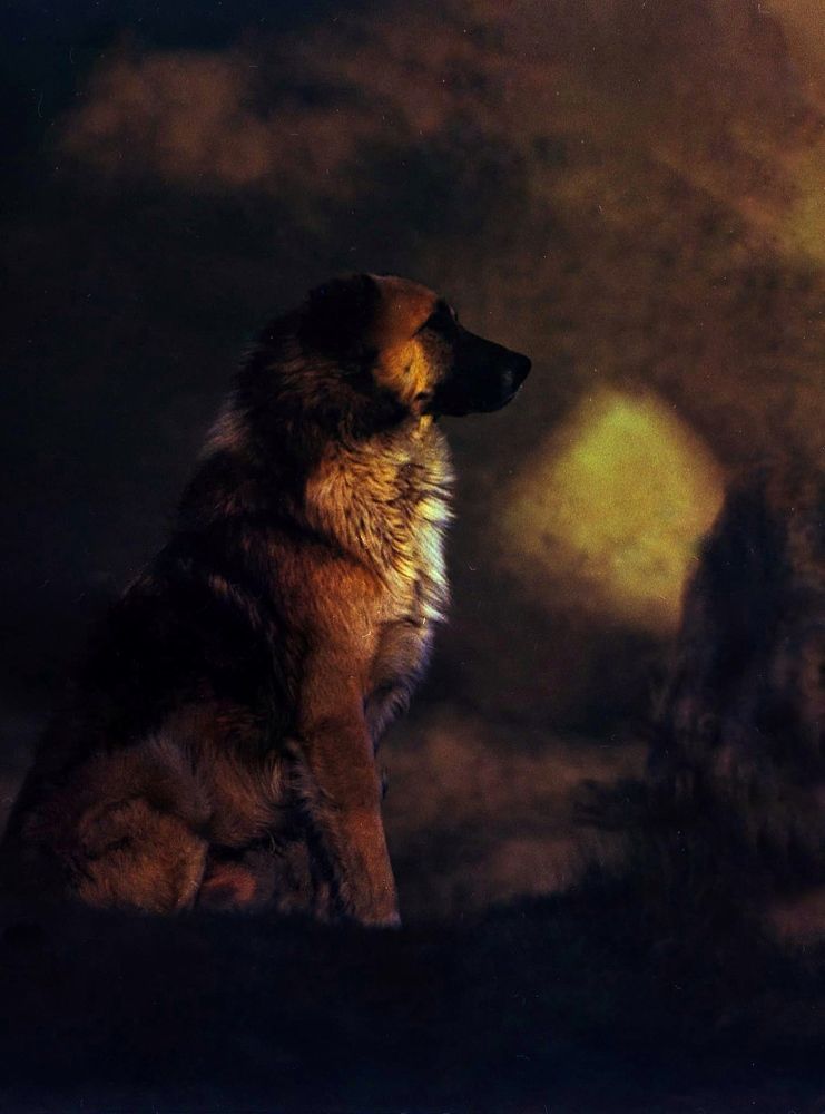 Photograph by Claudiu Copcea