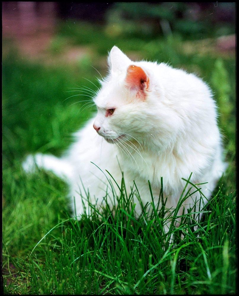 Photograph by Claudiu Copcea