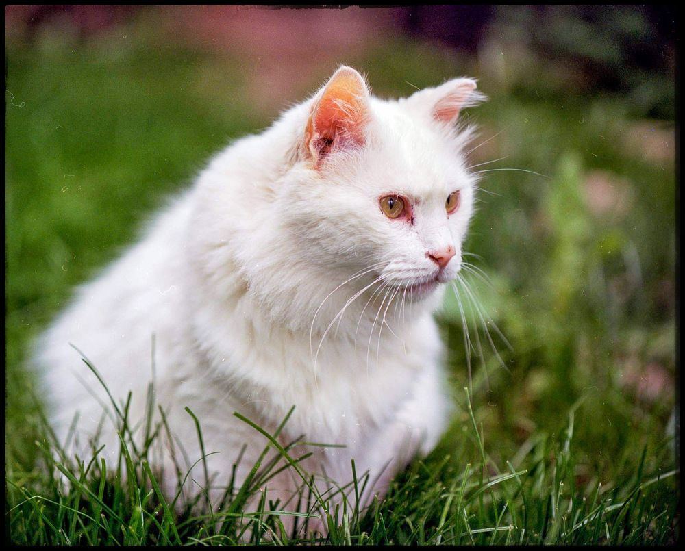 Photograph by Claudiu Copcea