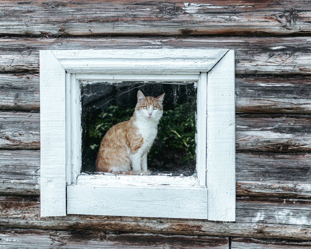 Кот Василий