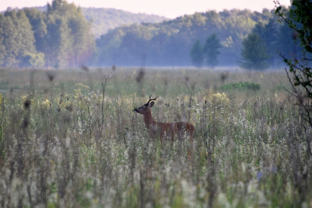 На рассвете.