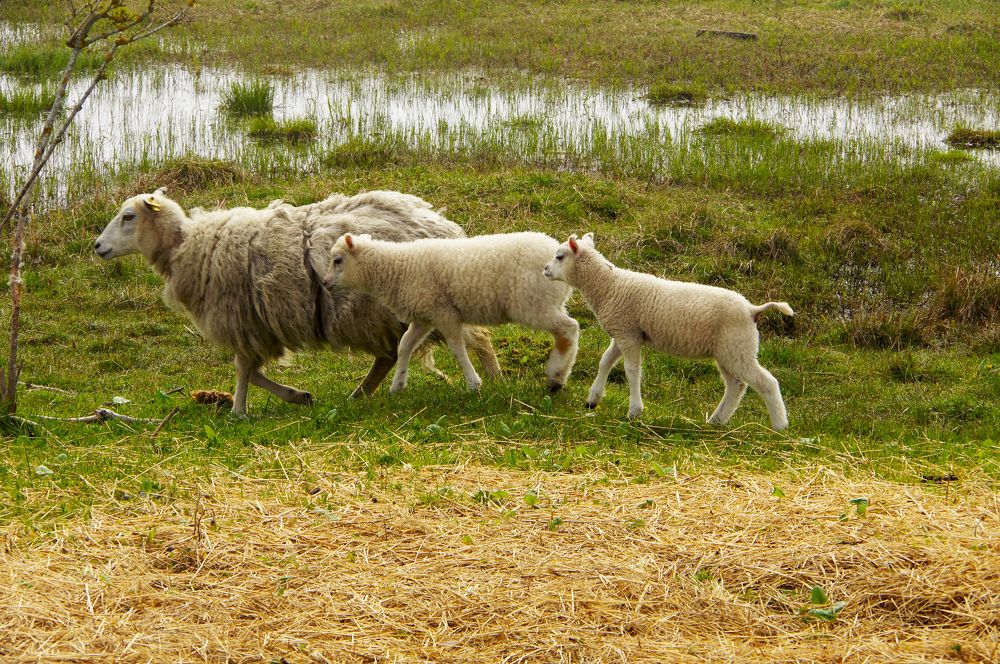 Photograph by Nadezda Sarap