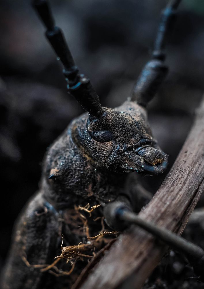 Photograph by Олеся zme