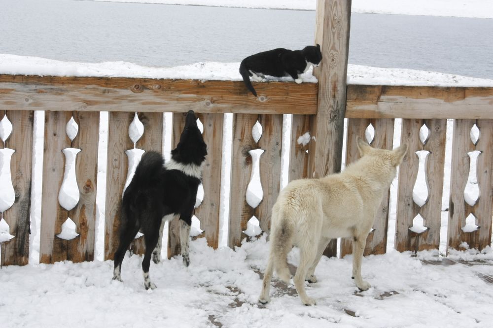 Photograph by Мария Самоловова