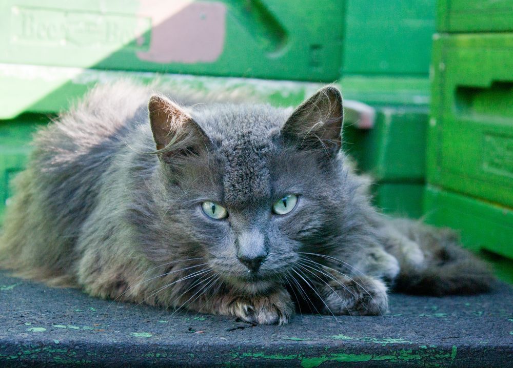 Photograph by Мария Самоловова