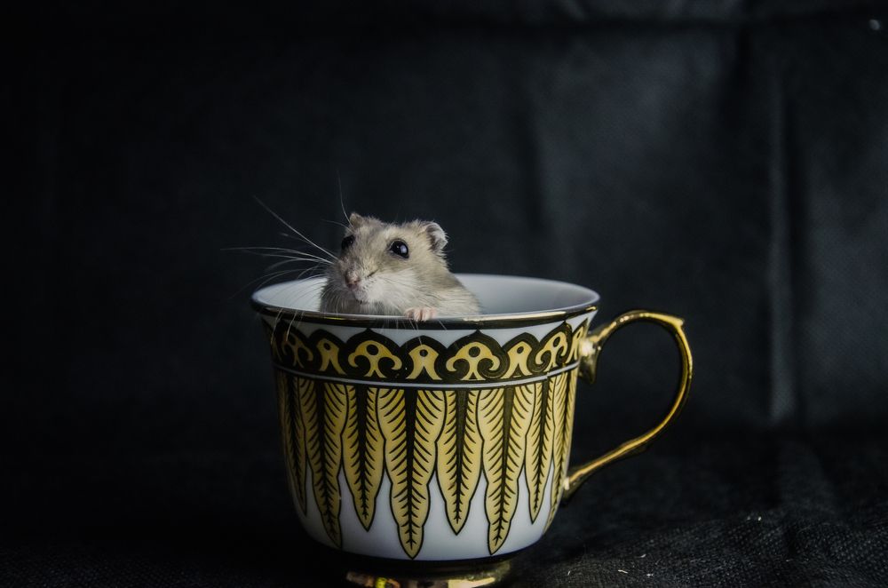 Photograph by Виталий Дрынов