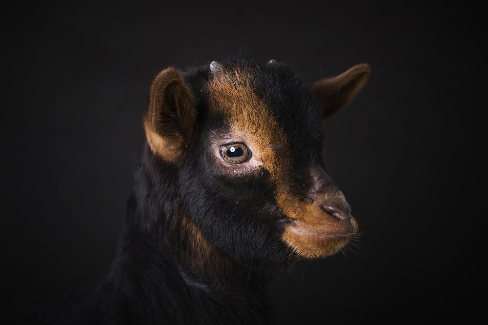 Photograph by Волгина Елена