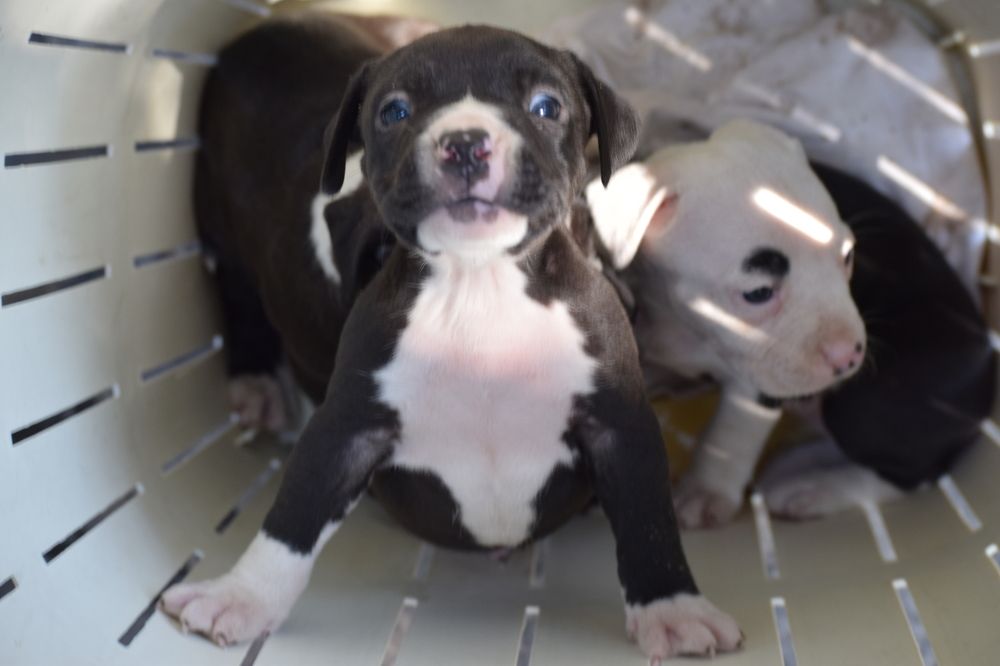 Photograph by Елени Володькова