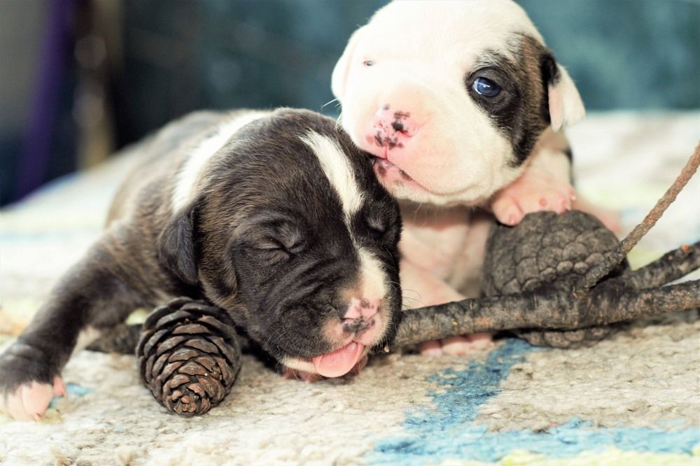 Photograph by Елени Володькова