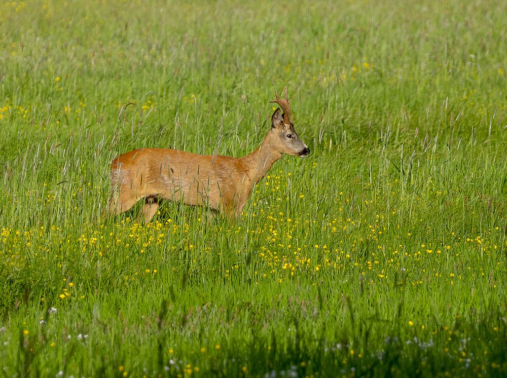 Photograph by Алла Толстая