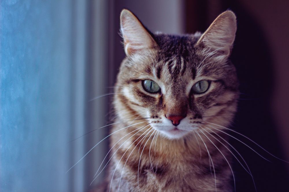 Photograph by Дарья Пузырёва