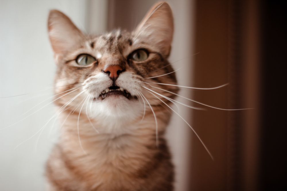 Photograph by Дарья Пузырёва