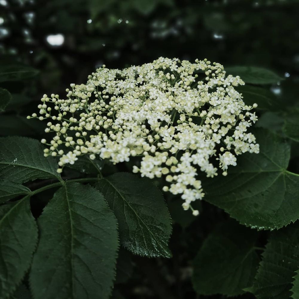 Photograph by Любовь Дмитриченко