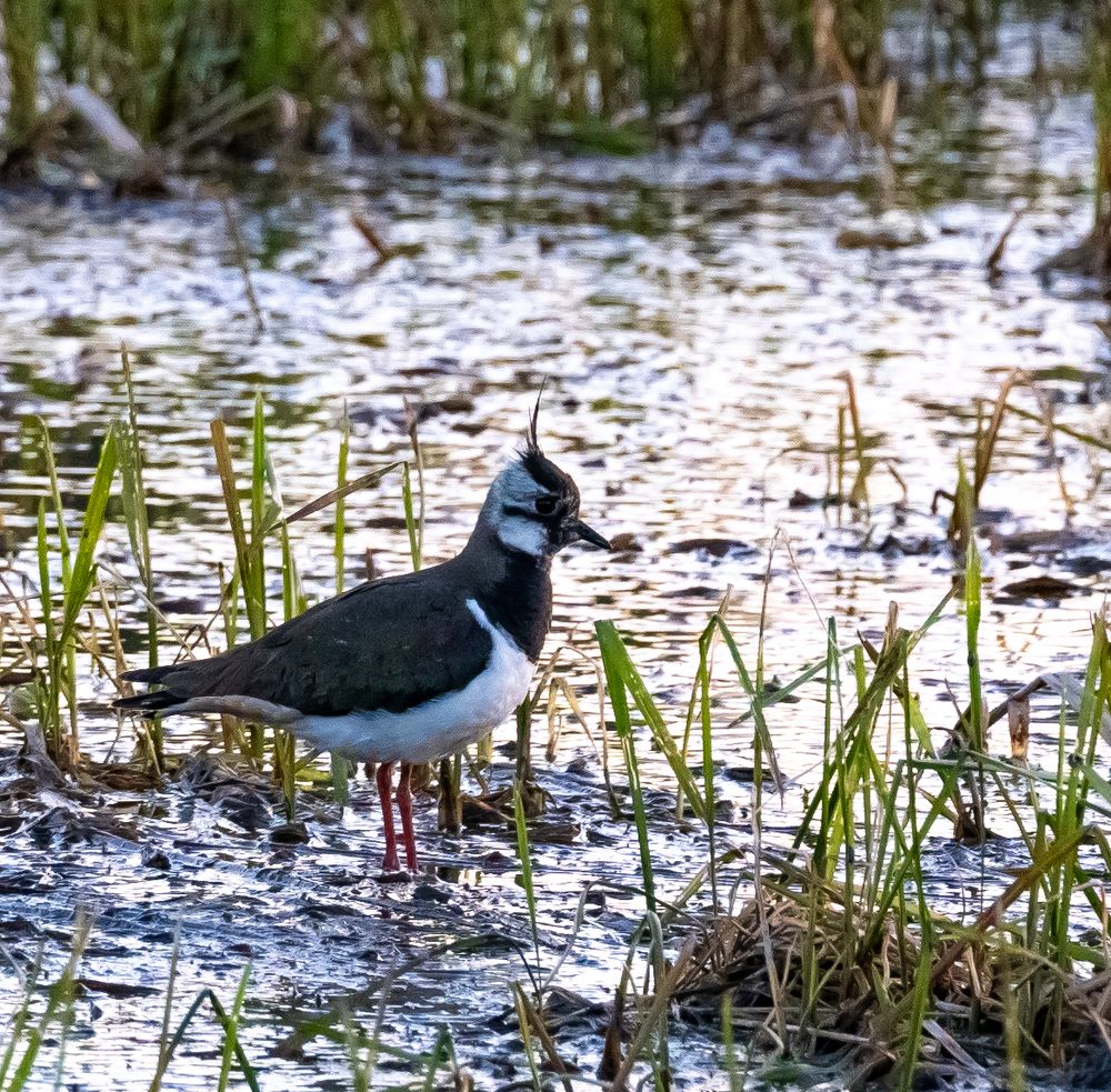 Photograph by Владимир Коновалов