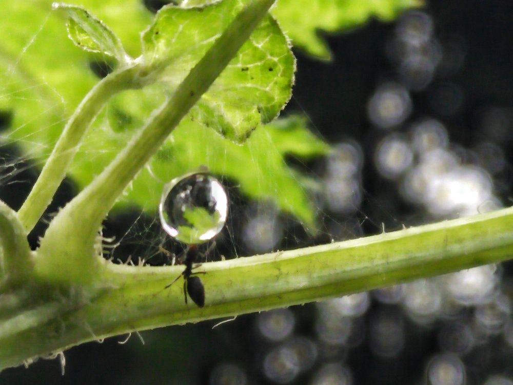 Photograph by Jiban Mazumdar