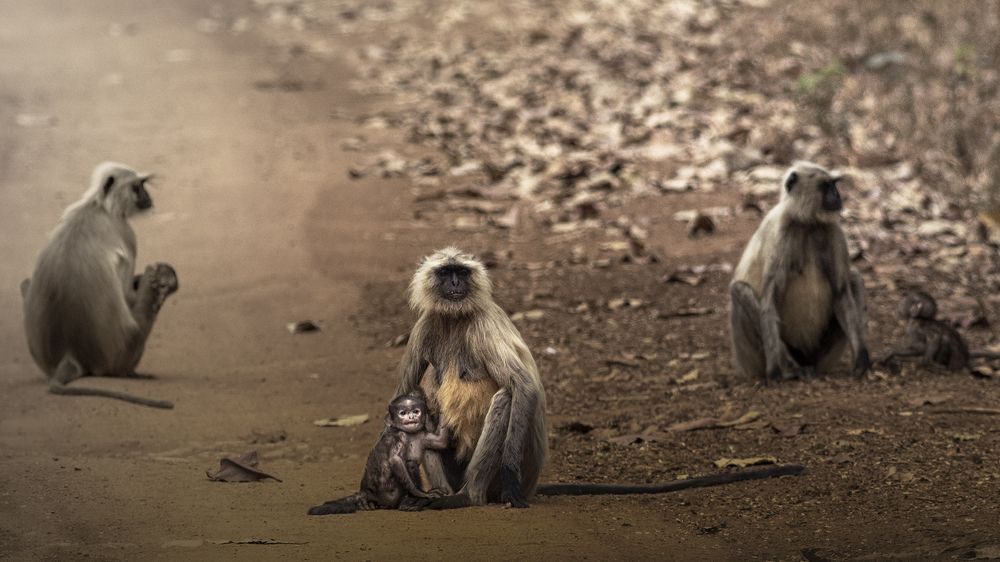 Photograph by Satadru Mondal