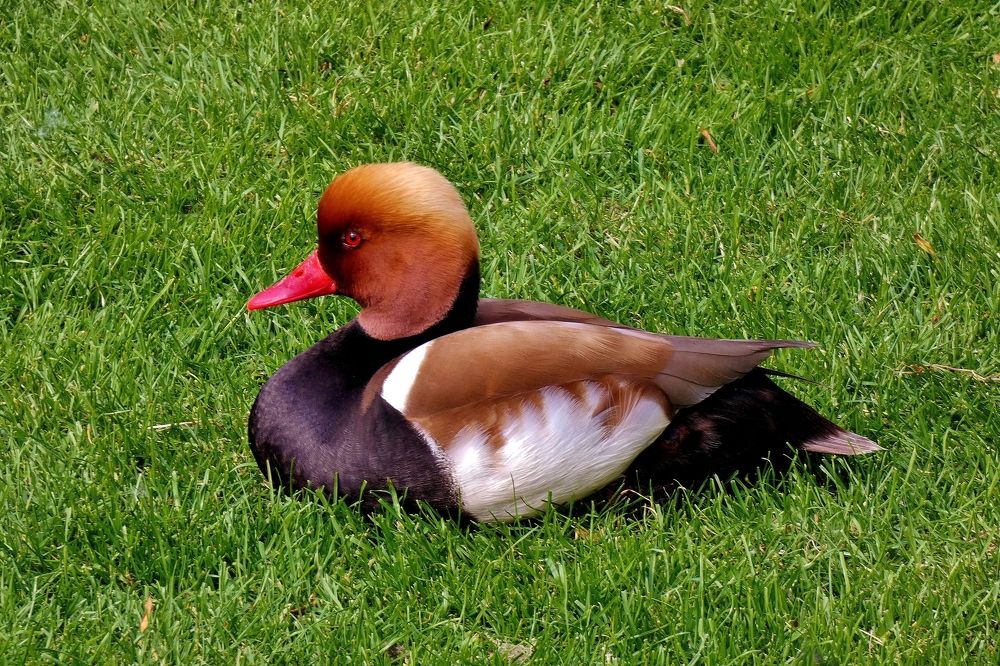 Photograph by backareva irina