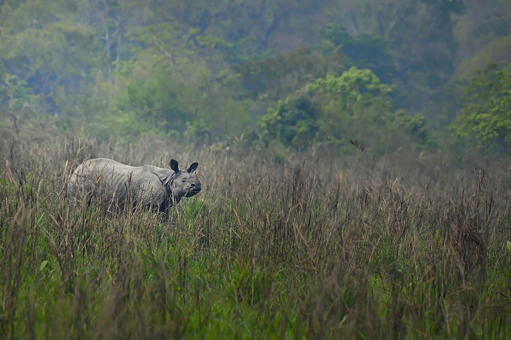 Rhino in his habitat