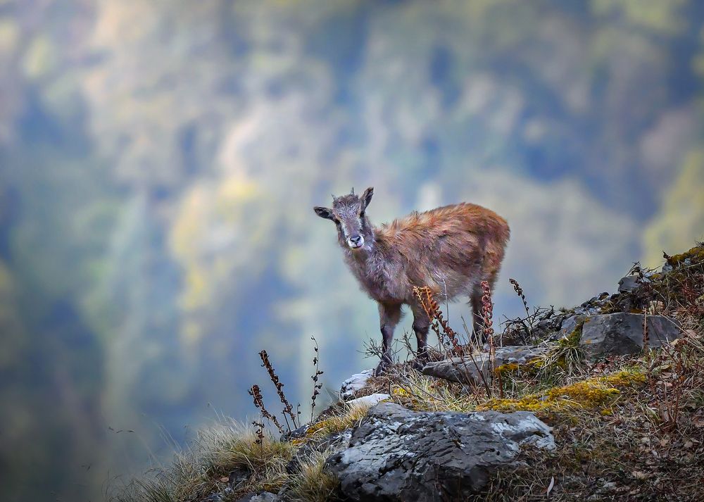 Photograph by Bibhas Deb