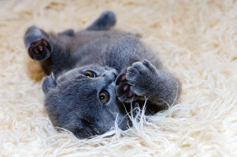 Пушистый на пушистом