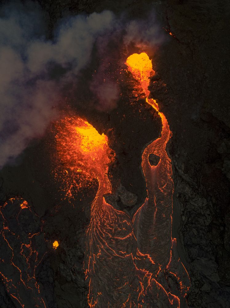 Девочка с цветком и грустная собака в углу