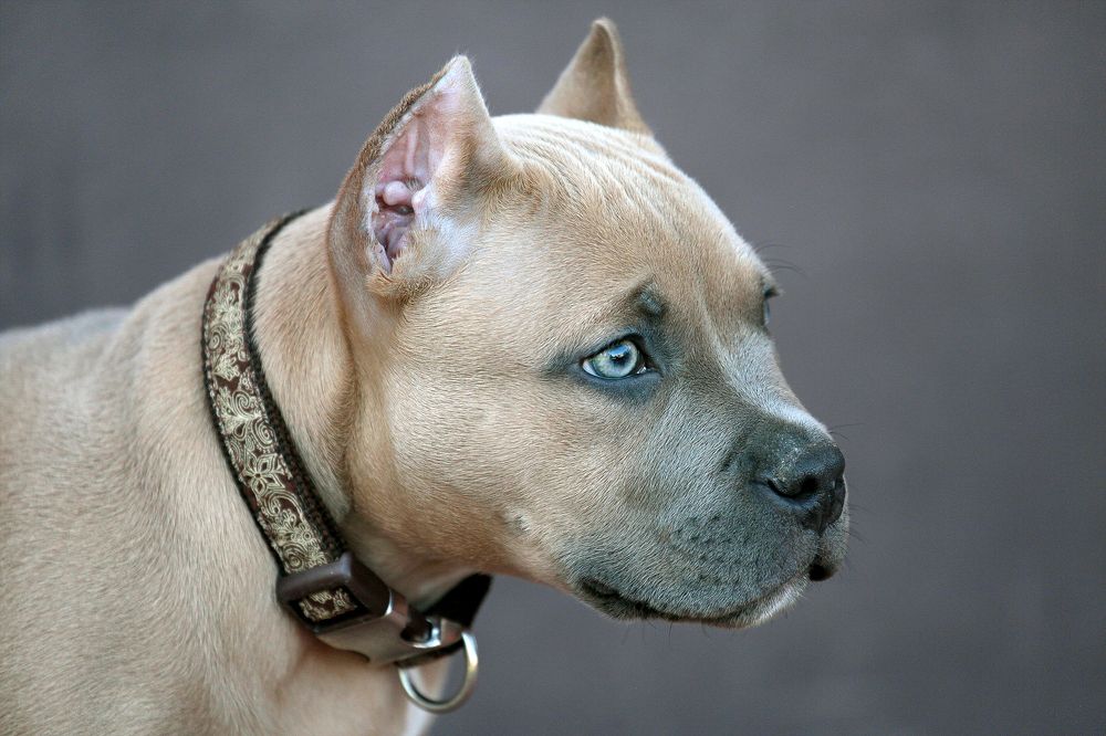 Портрет друга...