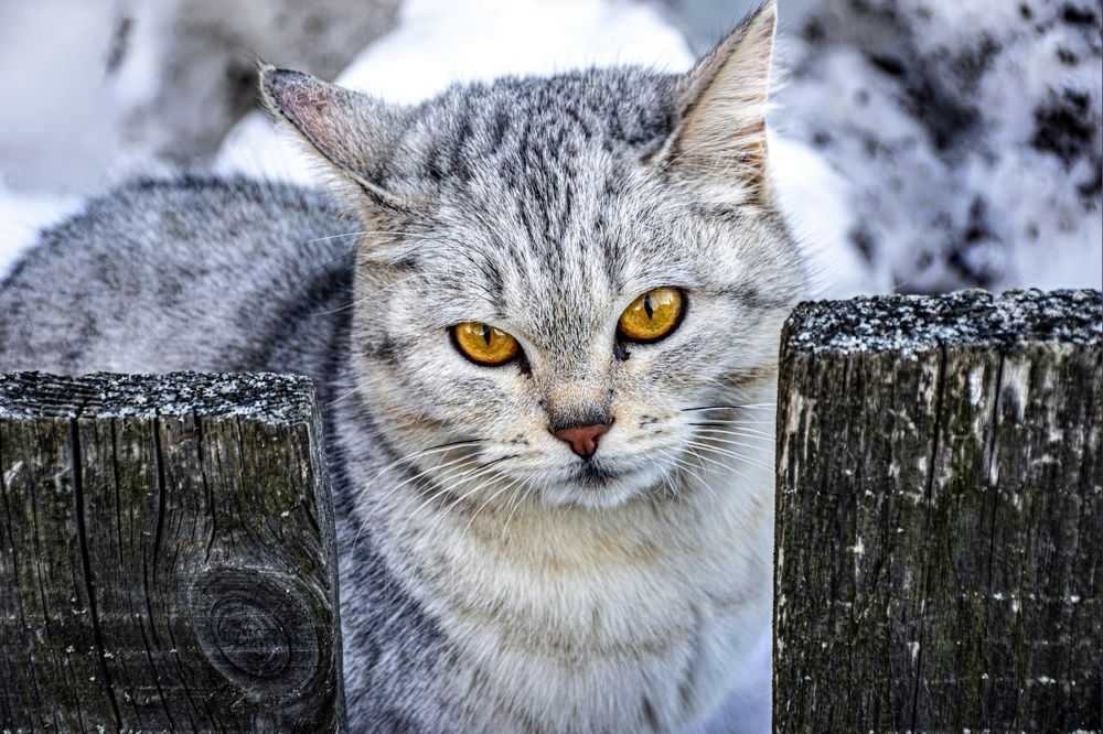 Photograph by Игорь Скорняков