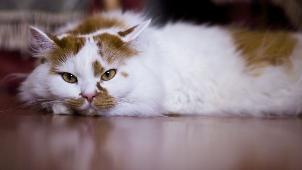 Масик - домашний любимец   !